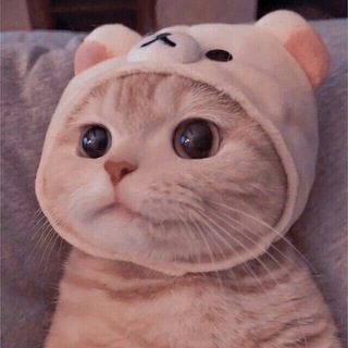 猫猫云VPN节点机场售后群