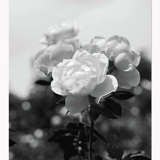 TheWhiteRose Umeå - Sweden