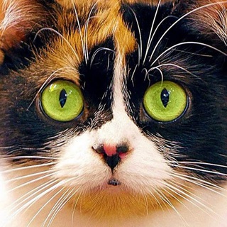 SlivkiShow – Official ✔