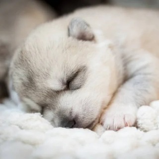 ASMR老司机【助眠】