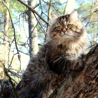 Siberiancats – Сибирские кошки – астролог с котиками
