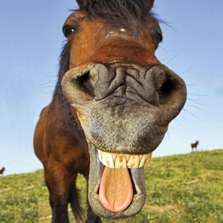 Анекдоты шкодницы школьницы