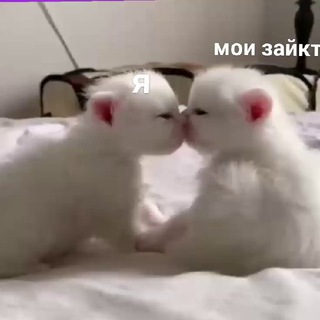 слив тгк🙈☠️