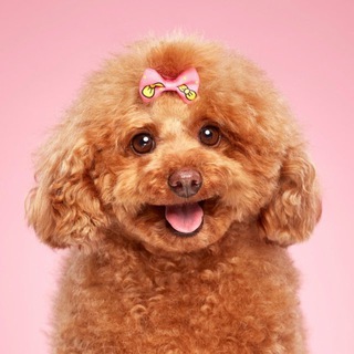 Пудель Груша Star ️