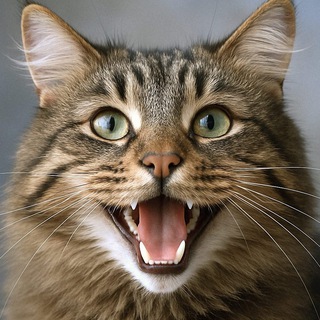 Работа в Черногории, вакансии