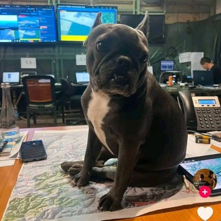 Угольный #АртёмБибикНашСлон