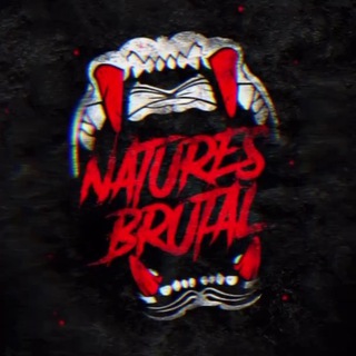 Naturesbrutal 🐊🦁🦍🦈🩸