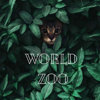 World ZOO 🐿
