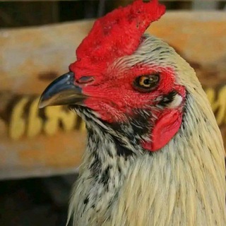 BIG Game ayam aduan thailand