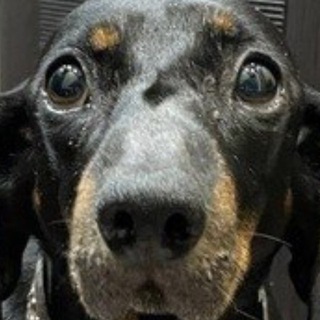 Сливы вкусные очень