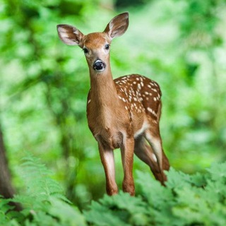 Deer Telegram Stickers