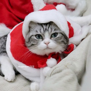 Komaru Everyday ❄️