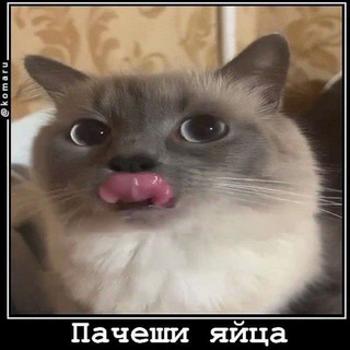 Шини залудил