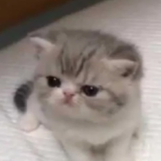 Стикеры с котами