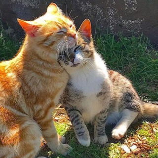 Анон бот Creativity conf