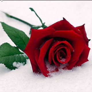 Ethio Lyrics&Music😍